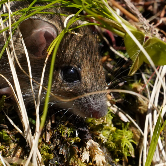 Maus