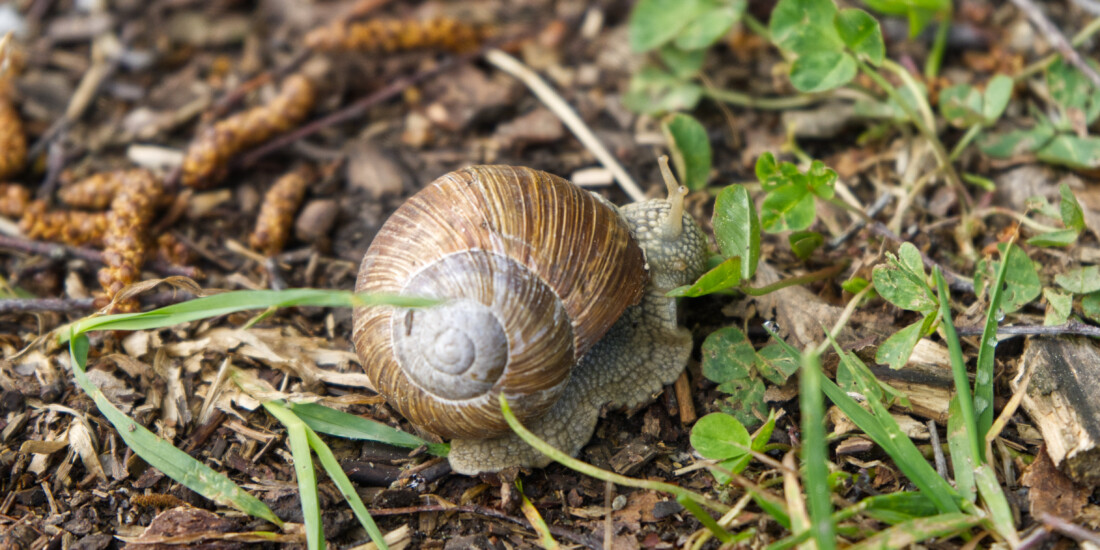 Weinbergschnecke