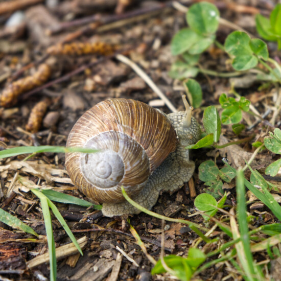 Weinbergschnecke