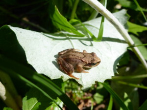 Frosch