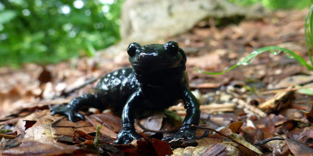 Alpensalamander