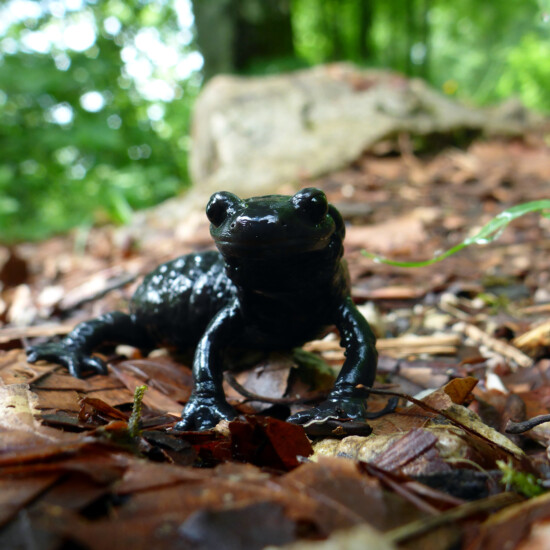 Alpensalamander