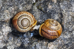 Schnecken