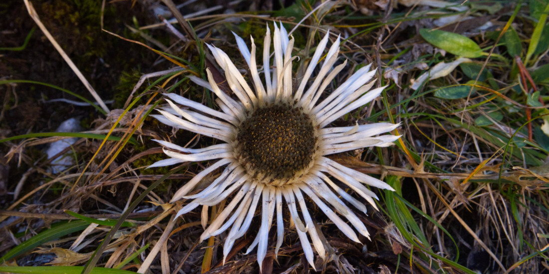 Silberdistel