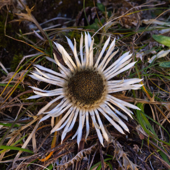 Silberdistel