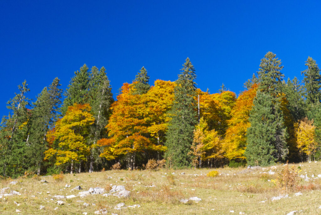 herbstlich