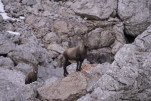 Steinbock