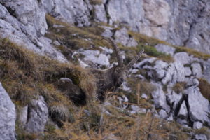 Steinbock