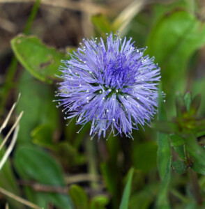 Kugelblume