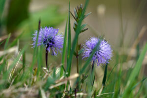 Kugelblume